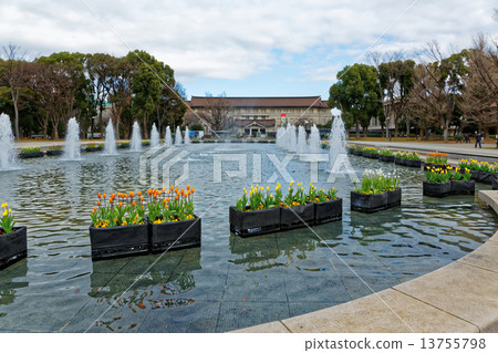 Ueno Park Fountain Square early blooming tulips and Tokyo National Museum 13755798
