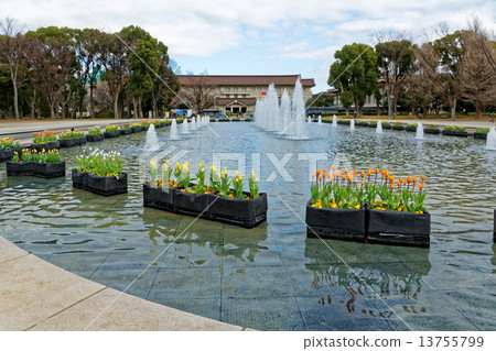 Ueno Park Fountain Square early blooming tulips and Tokyo National Museum 13755799
