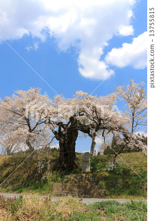 Kannon Cherry Blossoms in Shimosaka Kannon Cherry Blossoms in Shimosaka 13755815