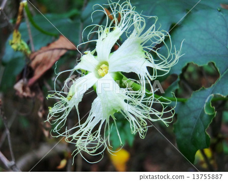 A flower turns in the middle of the night and withers in the morning, a flower of a phantasmal crown. 13755887