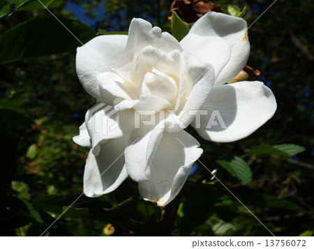 A pure white gardenia flower shining beautiful, neat and clean. 13756072