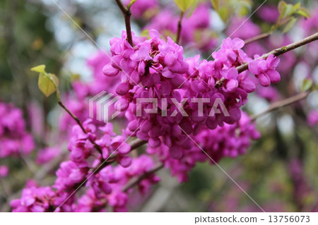 小紫紅色的花朵盛開在樹枝上，春天使者Hanazu。 13756073