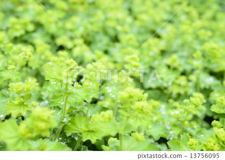Alchemilla Morris 13756095