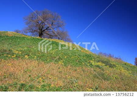 Scenery of Gota city, Saitama prefecture 13756212