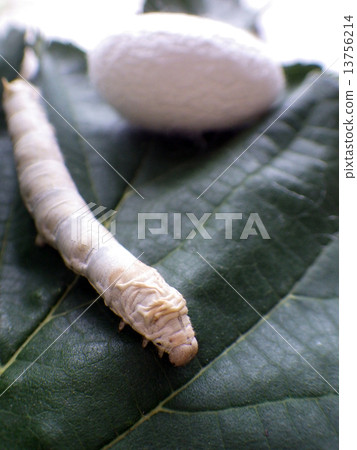 蠶和繭 蠶和繭 13756214