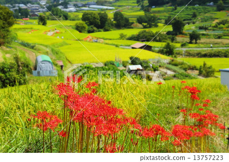 Higanbana and Inabuchi Rice terrace Higanbana and Inabuchi Rice terrace 13757223