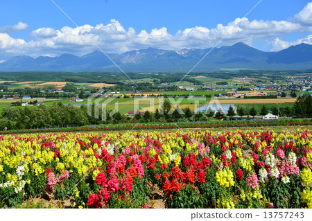 Flower land Kamiflatan 13757243