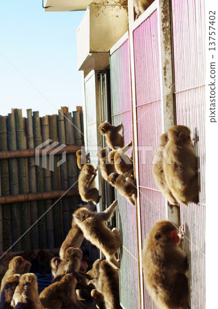 A group of monkeys grabbed by a fence 13757402