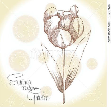 Ochre background  with  one tulipe 13757602