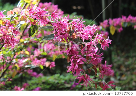 淺紫色的花瓣是美麗的，紅花tokiwamansaku花。 13757700