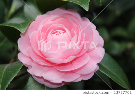 Pink and double-flowered, pretty girls camellia flowers. 13757701