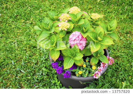 聖馬達萊娜村莊花繡球花 13757820