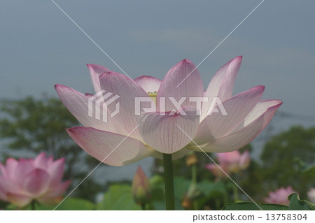 Ancient lotus Ancient lotus 13758304