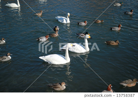 New Year's cards Rooster year swan duck 13758387