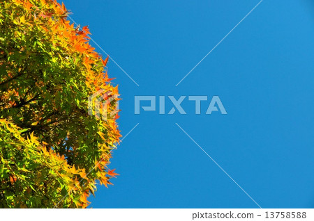 秋葉秋葉 13758588