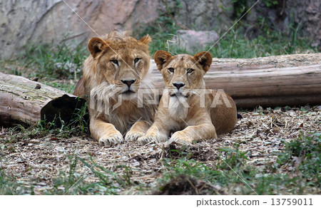 lion 13759011