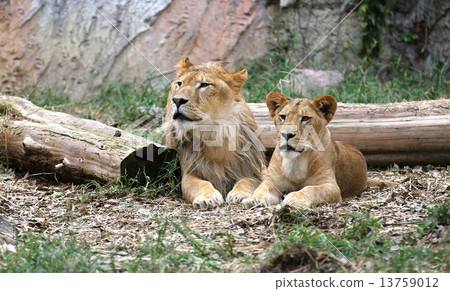 lion 13759012
