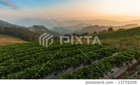Chiangmai 13759209
