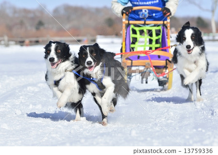 Dog sled 4 13759336