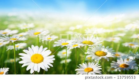 field of daisy flowers 13759553