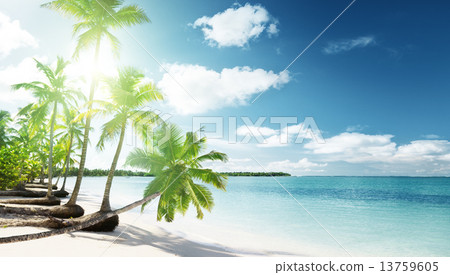 palms and sea 13759605