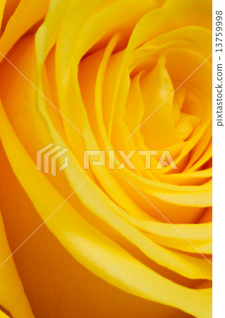 yellow rose yellow rose 13759998