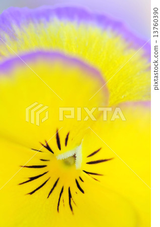 Pansy 13760390