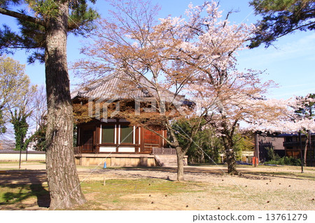 Kofukuji Temple Kitakarudo (Nara) in spring Cherry blossoms in full bloom 13761279