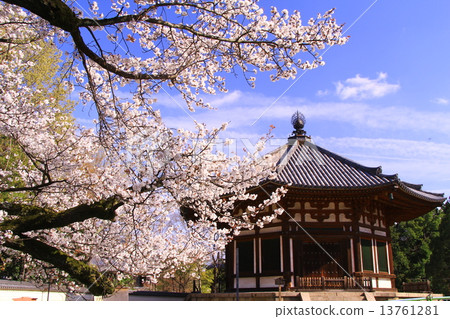 Kofukuji寺Kitakarudo（奈良）在春天櫻花盛開 13761281