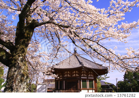 Kofukuji寺Kitakarudo（奈良）在春天櫻花盛開 13761282
