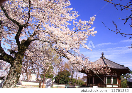 Kofukuji寺Kitakarudo（奈良）在春天櫻花盛開 13761283