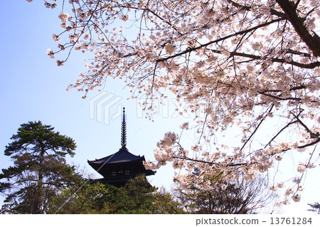 Kofuku-ji寺春天五顏六色的Pagodle（奈良）櫻花盛開 13761284