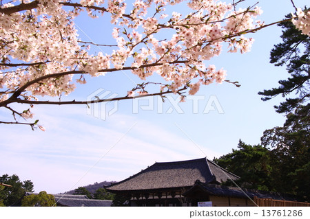 興福寺（奈良）Togado和櫻花 13761286