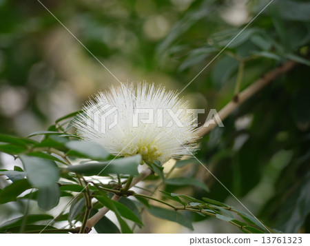 Kari Andora · Haematakefala · Albiflora Kari Andora · Haematakefala · Albiflora 13761323