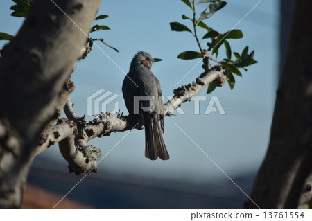 分支布朗老鷹 13761554