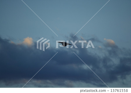 Clouds and seabirds 13761558