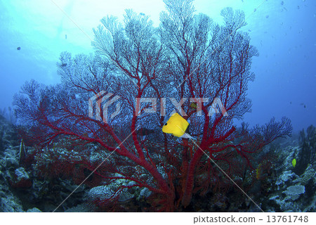 Isobana和Fayakodai Isobana和Fayakodai 13761748