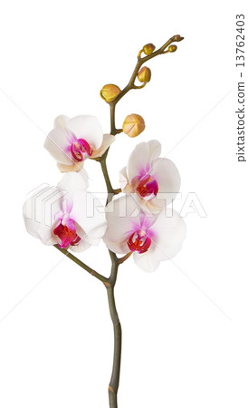 Orchid 13762403