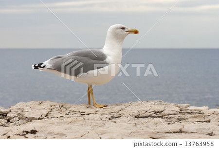 Seagull standing on sea stone 13763958