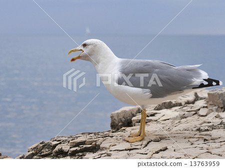 screaming seagull standing on sea stone screaming seagull standing on sea stone 13763959