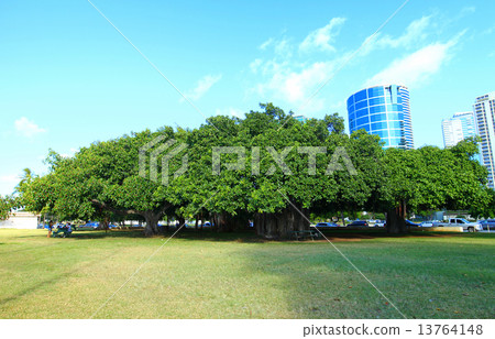 Oahu Ala Moana Beach Park big tree Oahu Ala Moana Beach Park big tree 13764148