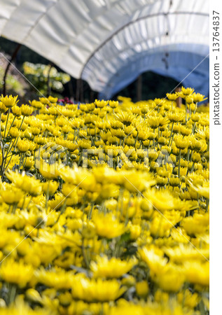 Inside greenhouse of yellow Chrysanthemum flowers farms 13764837