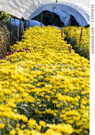 Inside greenhouse of yellow Chrysanthemum flowers farms 13764838