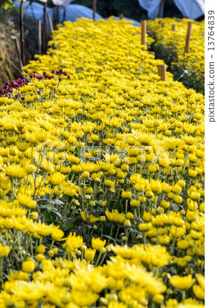 Inside greenhouse of yellow Chrysanthemum flowers farms 13764839