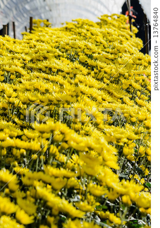 Inside greenhouse of yellow Chrysanthemum flowers farms 13764840