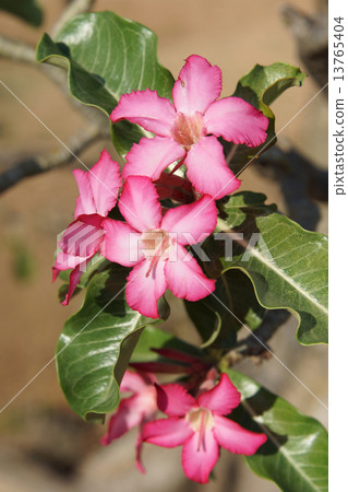 Desert-rose, Ethiopia, Africa 13765404