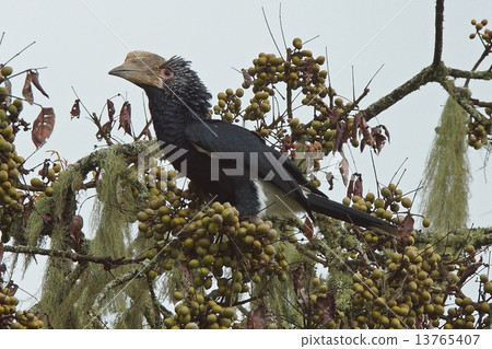 Hornbill, Great Rift Valley, Ethiopia, Africa Hornbill, Great Rift Valley, Ethiopia, Africa 13765407