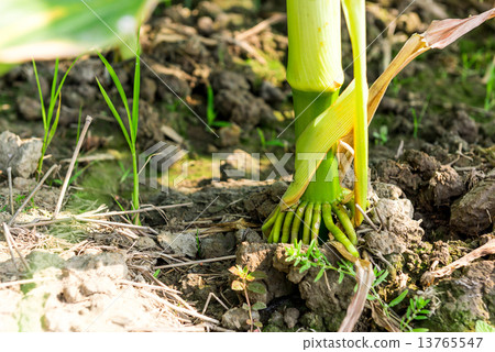 Corn Roots in a garden 13765547
