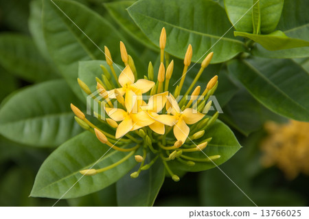 yellow Ixoras flower 13766025
