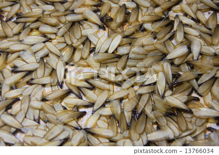 winged termite winged termite 13766034
